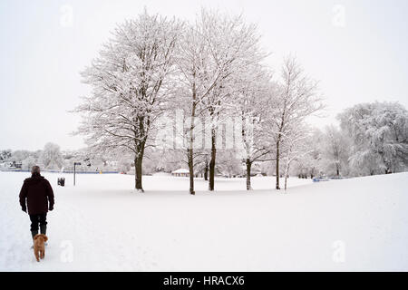 Homme marchant à travers Strathaven Parc dans la neige avec parc couvert de neige et arbres en arrière-plan Banque D'Images