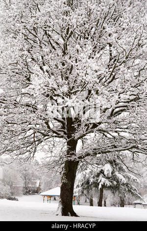 Strathaven dans la neige, d'arbres couverts de neige Banque D'Images