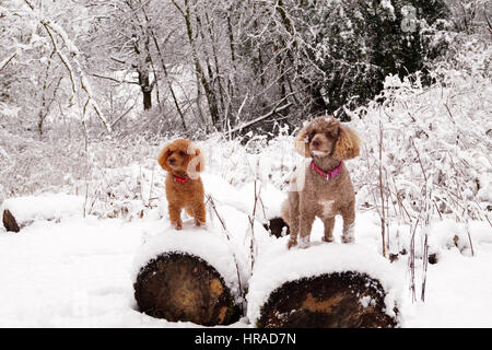 Les caniches dans la neige, promenades en Strathaven Banque D'Images