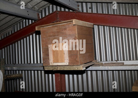 Barn Owl fort installé dans la grange de l'acier uk Banque D'Images