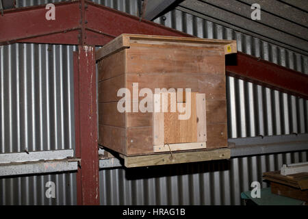 Barn Owl fort installé dans la grange de l'acier uk Banque D'Images