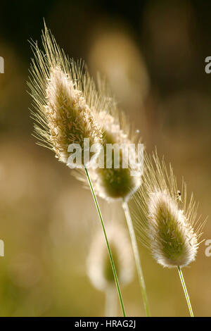 Libre de semences de graminées sauvages avec bokeh Banque D'Images