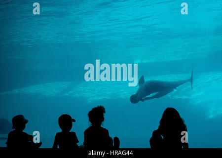 La silhouette d'enfants de regarder le dauphin jouer sous l'eau dans l'Aquarium de Corpus Christi Banque D'Images