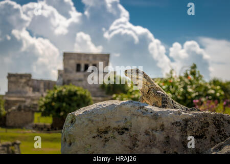 Iguana à ruines mayas de Tulum, Mexique Banque D'Images