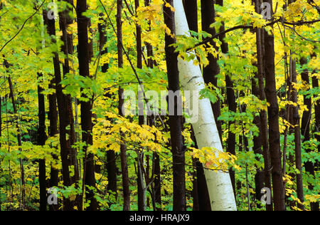Birch Tree Trunk parmi les érables à l'automne, White Mountains, New Hampshire, États-Unis Banque D'Images