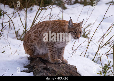 Luchs,Lynx lynx, Cub, lynx boréal, Banque D'Images