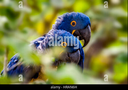 Anodorhynchus hyacinthinus Hyacinth Macaw () vit dans le biome de l'Amazone et surtout dans le Cerrado et le Pantanal. Cette espèce est menacée w Banque D'Images