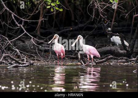 Roseate Spoonbill (Platalea ajaja), dans les mangroves de Vitória, Espírito Santo, Brésil. Banque D'Images