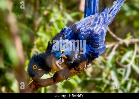 Anodorhynchus hyacinthinus Hyacinth Macaw () vit dans le biome de l'Amazone et surtout dans le Cerrado et le Pantanal. Cette espèce est menacée w Banque D'Images