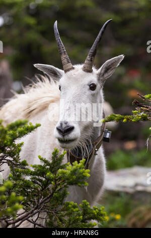 Des profils la chèvre de montagne (Oreamnos americanus) portant un collier émetteur dans le Glacier National Park, MT, États-Unis d'Amérique Banque D'Images