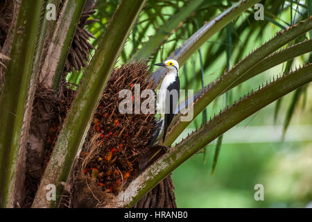 White Woodpecker (Melanerpes candidus), photographié à Linhares, Espírito Santo - sud-est du Brésil. Biome de la forêt atlantique.' Banque D'Images