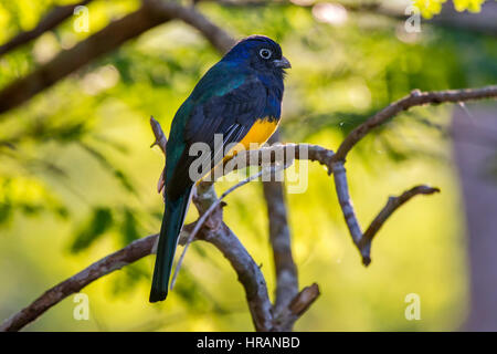 Trogon à queue blanche Trogon viridis) (en Sooretama, Espírito Santo, Brésil. Banque D'Images