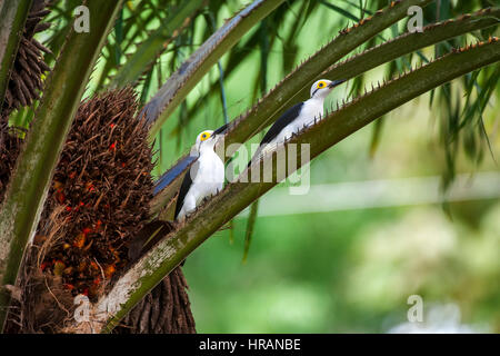 White Woodpecker (Melanerpes candidus), photographié à Linhares, Espírito Santo - sud-est du Brésil. Biome de la forêt atlantique.' Banque D'Images