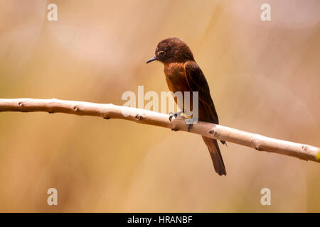 Cliff Flycatcher (Hirundinea ferruginea), photographié à Domingos Martins, Espírito Santo - Brésil. Biome de la forêt atlantique. Banque D'Images