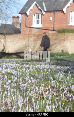 Wimbledon Londres, Royaume-Uni. 28 Février, 2017. Crocus en fleurs fleurs sauvages pour former un tapis pourpre dans Wimbledon Common Crédit : amer ghazzal/Alamy Live News Banque D'Images