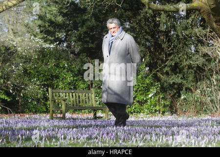 Wimbledon Londres, Royaume-Uni. 28 Février, 2017.Après un long hiver froid fleurs crocus sauvages commencent à fleurir au soleil pour former un tapis pourpre dans Wimbledon Common/Alamy Live News Banque D'Images