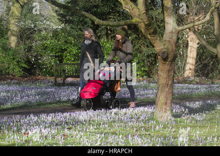 Wimbledon Londres, Royaume-Uni. 28 Février, 2017. Après un long hiver froid fleurs crocus sauvages commencent à fleurir au soleil pour former un tapis pourpre dans Wimbledon Common/Alamy Live News Banque D'Images