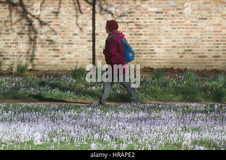 Wimbledon Londres, Royaume-Uni. 28 Février, 2017.Après un long hiver froid fleurs crocus sauvages commencent à fleurir au soleil pour former un tapis pourpre dans Wimbledon Common/Alamy Live News Banque D'Images