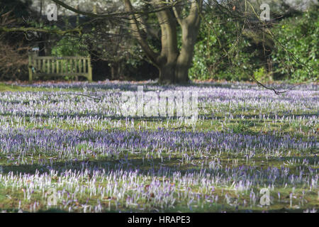 Wimbledon Londres, Royaume-Uni. 28 Février, 2017.Après un long hiver froid fleurs crocus sauvages commencent à fleurir au soleil pour former un tapis pourpre dans Wimbledon Common/Alamy Live News Banque D'Images