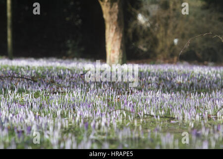 Wimbledon Londres, Royaume-Uni. 28 Février, 2017. Après un long hiver froid fleurs crocus sauvages commencent à fleurir au soleil pour former un tapis pourpre dans Wimbledon Common/Alamy Live News Banque D'Images