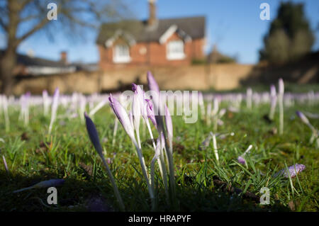 Wimbledon Londres, Royaume-Uni. 28 Février, 2017. Après un long hiver froid fleurs crocus sauvages commencent à fleurir au soleil pour former un tapis pourpre dans Wimbledon Common/Alamy Live News Banque D'Images