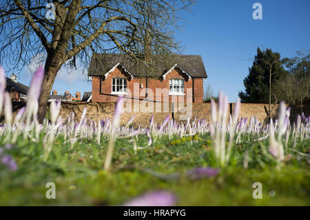 Wimbledon Londres, Royaume-Uni. 28 Février, 2017. Après un long hiver froid fleurs crocus sauvages commencent à fleurir au soleil pour former un tapis pourpre dans Wimbledon Common/Alamy Live News Banque D'Images