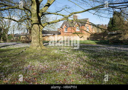 Wimbledon Londres, Royaume-Uni. 28 Février, 2017.Après un long hiver froid fleurs crocus sauvages commencent à fleurir au soleil pour former un tapis pourpre dans Wimbledon Common/Alamy Live News Banque D'Images