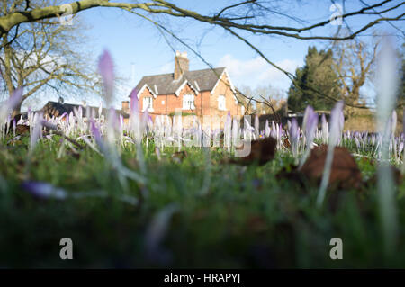 Wimbledon Londres, Royaume-Uni. 28 Février, 2017. Après un long hiver froid fleurs crocus sauvages commencent à fleurir au soleil pour former un tapis pourpre dans Wimbledon Common/Alamy Live News Banque D'Images
