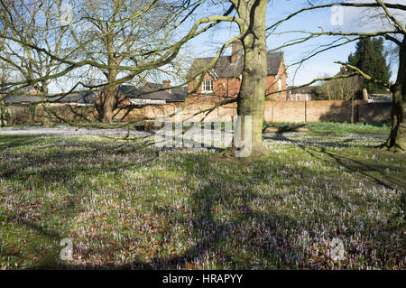 Wimbledon Londres, Royaume-Uni. 28 Février, 2017. Après un long hiver froid fleurs crocus sauvages commencent à fleurir au soleil pour former un tapis pourpre dans Wimbledon Common/Alamy Live News Banque D'Images
