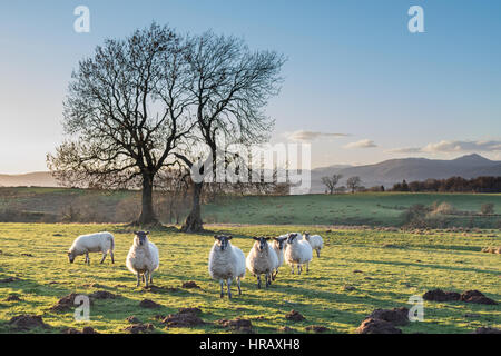 Moutons dans le champ au coucher du soleil, Kippen, Stirling, Scotland, UK Banque D'Images
