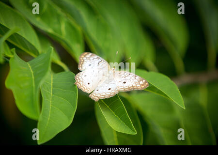 Asunción, Paraguay. 27 février 2017. Un papillon blanc de paon (Anartia jatrophe) se trouve sur une feuille verte, pendant l'après-midi ensoleillé à Asunción, au Paraguay. Credit: Andre M. Chang/Alamy Live News Banque D'Images