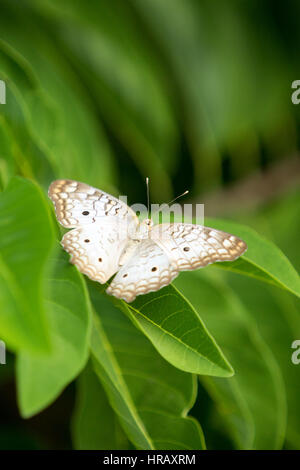 Asunción, Paraguay. 27 février 2017. Un papillon blanc de paon (Anartia jatrophe) se trouve sur une feuille verte, pendant l'après-midi ensoleillé à Asunción, au Paraguay. Credit: Andre M. Chang/Alamy Live News Banque D'Images
