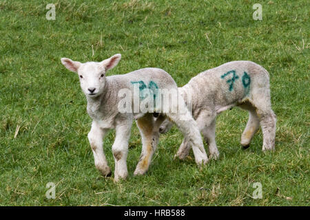 Burscough, Lancashire, Royaume-Uni. 1er mars, 2017. Météo britannique. Les agneaux nouveau-nés dans les pâturages au 1er jour du printemps. Brebis Dorset avec deux agneaux au Moulin La Ferme des animaux. Moutons Dorset sont la seule race de moutons qui peuvent se reproduire toute l'année - idéal pour contrôler les temps de l'agnelage pour coïncider avec les vacances scolaires et la moitié. /AlamyLiveNews MediaWorldImages Crédit : Banque D'Images