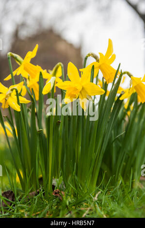 Brighton, UK. 06Th Mar, 2017. Brighton, East Sussex. 1er mars 2017. St David's Day. Printemps jonquilles en fleurs à l'extérieur de l'église St Pierre, Brighton, sur St David's Day, jour de la fête de saint David, saint patron du Pays de Galles. Fêtes traditionnelles de St David's day : le port de jonquilles et de poireaux, qui sont tous deux des symboles du Pays de Galles et St David. Credit : Francesca Moore/Alamy Live News Banque D'Images