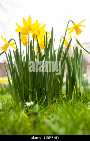 Brighton, UK. 06Th Mar, 2017. Brighton, East Sussex. 1er mars 2017. St David's Day. Printemps jonquilles en fleurs à l'extérieur de l'église St Pierre, Brighton, sur St David's Day, jour de la fête de saint David, saint patron du Pays de Galles. Fêtes traditionnelles de St David's day : le port de jonquilles et de poireaux, qui sont tous deux des symboles du Pays de Galles et St David. Credit : Francesca Moore/Alamy Live News Banque D'Images