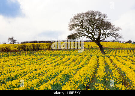 Champs de jonquille gallois avec un chêne au milieu du champ, près du village de Caerwys dans le Nord du Pays de Galles Banque D'Images