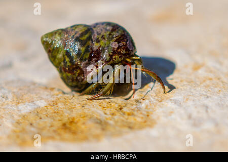 De Crabe des îles Kornati, parc national à la mer Adriatique, la Croatie, l'Europe Banque D'Images