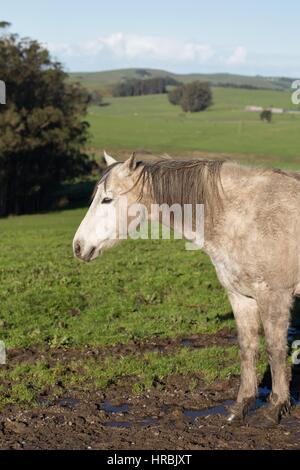 Un cheval boueux debout dans un champ d'herbe verte. Banque D'Images