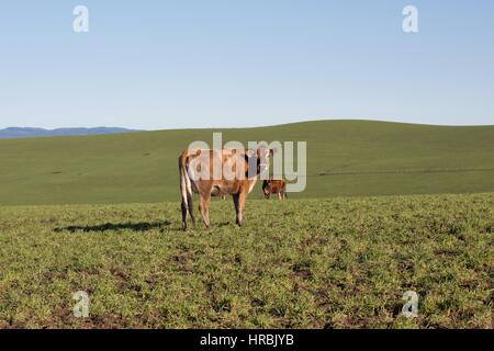 Jersey vaches dans un champ d'herbe verte. Banque D'Images