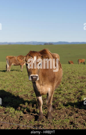 Jersey vaches dans un champ d'herbe verte. Banque D'Images
