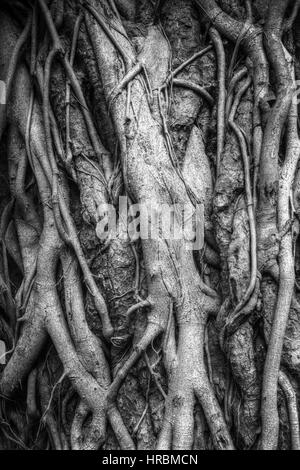 Racines de l'arbre banyan Indiens liés les uns avec les autres. La photographie noir et blanc Banque D'Images