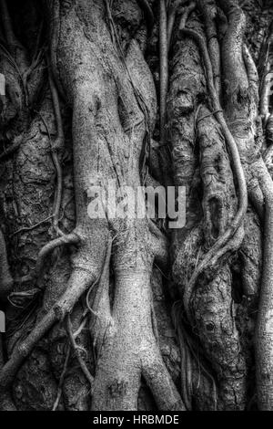 Racines de l'arbre banyan Indiens liés les uns avec les autres. La photographie noir et blanc Banque D'Images