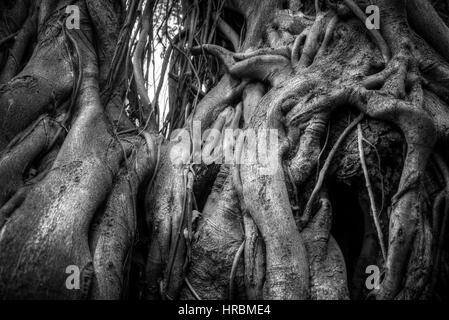 Racines de l'arbre banyan Indiens liés les uns avec les autres. La photographie noir et blanc Banque D'Images
