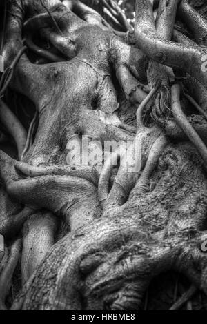 Racines de l'arbre banyan Indiens liés les uns avec les autres. La photographie noir et blanc Banque D'Images