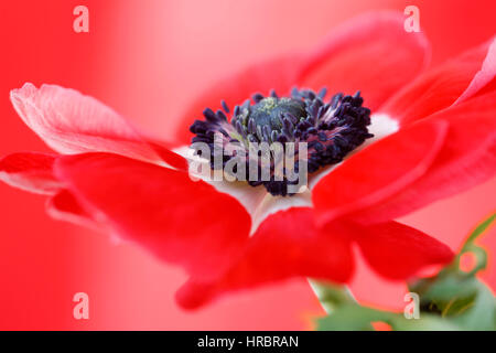 Anémone rouge exquis still life - rouge sur rouge Jane Ann Butler Photography JABP1846 Banque D'Images