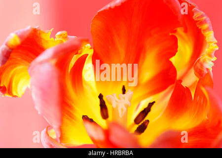 Ouverture red parrot tulip still life - nouvelle vie - close up de tombe, le style et les anthères - cultiver Jane Ann Butler Photography JABP1844 Banque D'Images