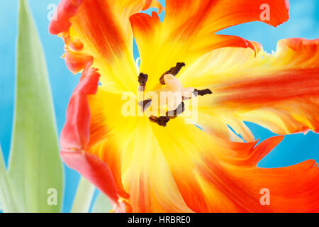 Ouverture red parrot tulip still life - nouvelle vie - close up de tombe, le style et les anthères - cultiver Jane Ann Butler Photography JABP1854 Banque D'Images