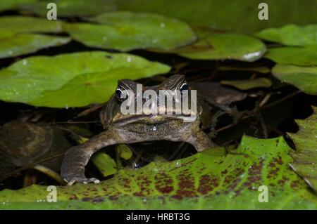 Une Cane Toad (Rhinella marina) flottant dans un étang avec des nénuphars dans El Valle de Antón, Coclé, Panama Banque D'Images