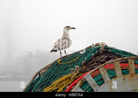 La flotte de pêche du port de Portland hiver neige brouillard à dock Portland Maine New England USA seagull sur filet de pêche Banque D'Images