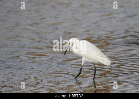 Peu EGRIT CONCENTRANT [Egretta garzetta ] sur un jour venteux et très ennuyante. Banque D'Images